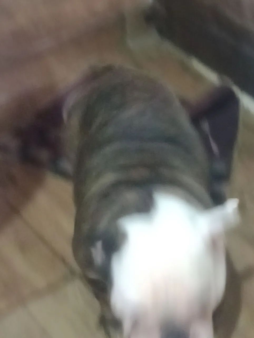 cachorro  - Foto 5