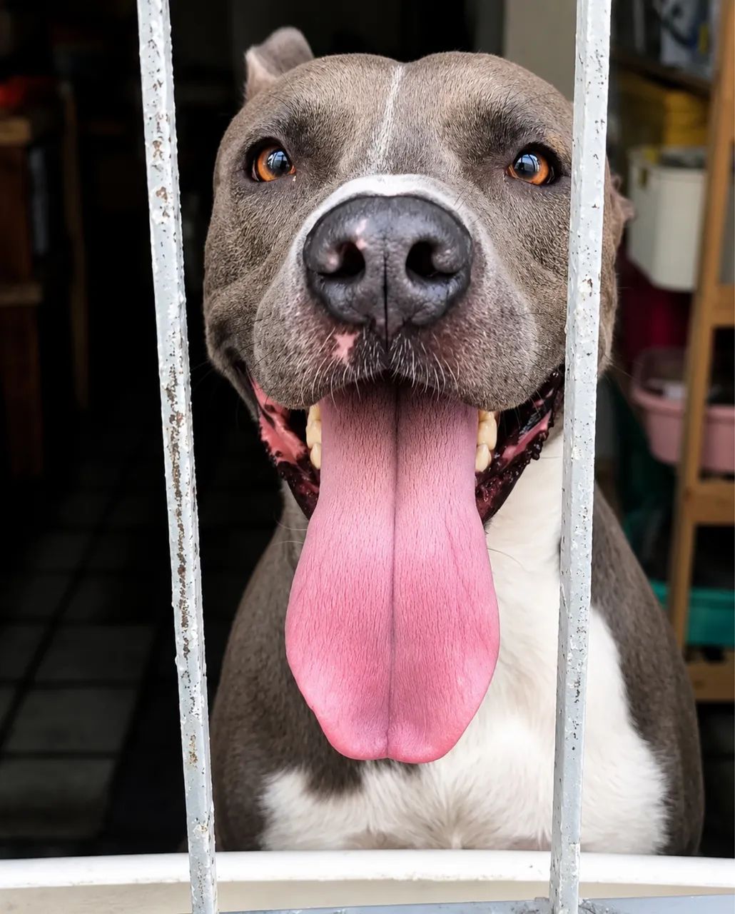 Procuro namorada pitbull