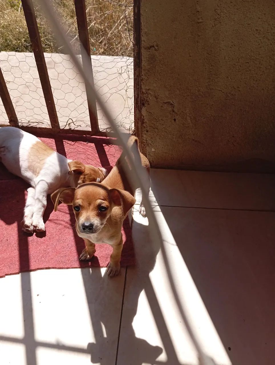 Pinscher 1, macho caramelo  - Foto 5