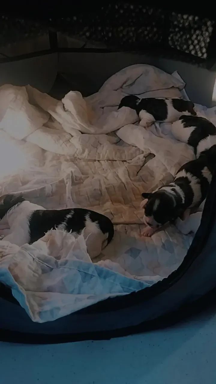 Filhote de chitos - Foto 2