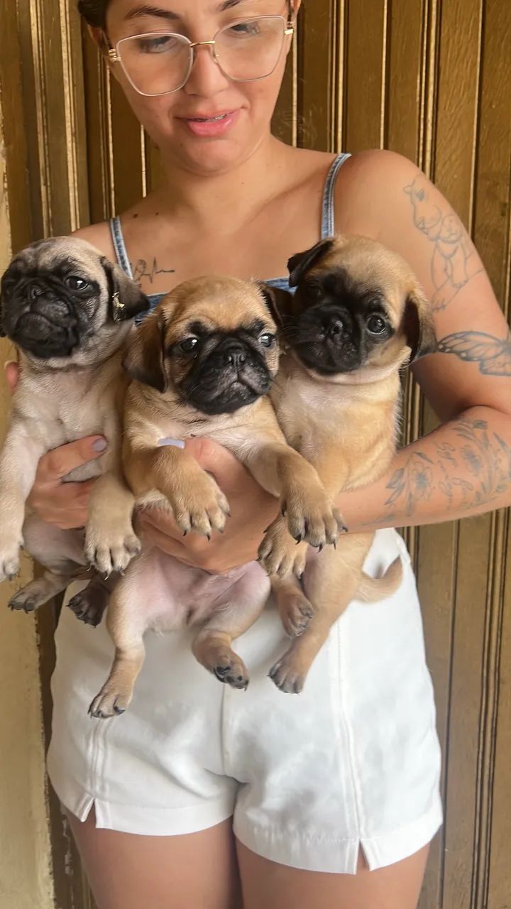 Cachorro pung  - Foto 2