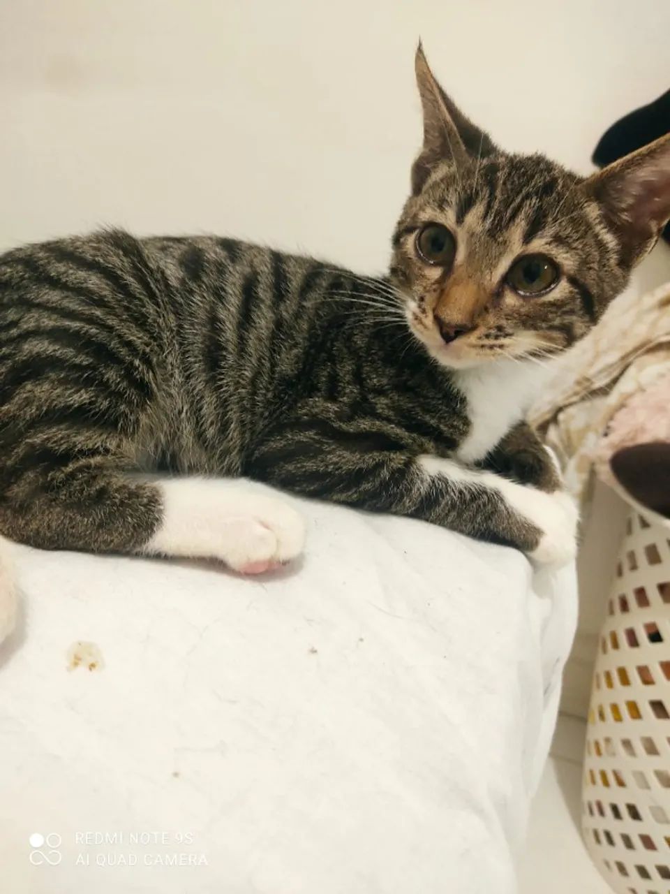 Gatinho de 2 meses para adoção - Foto 5