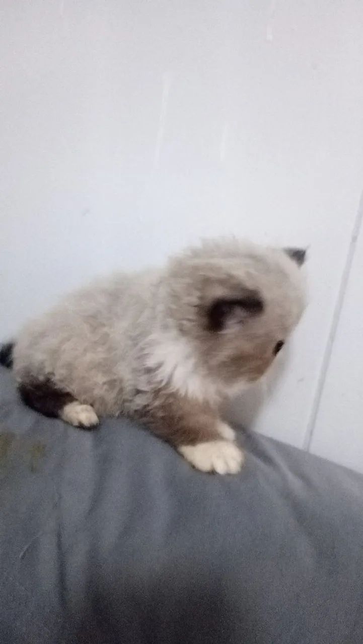 gato persa  - Foto 4
