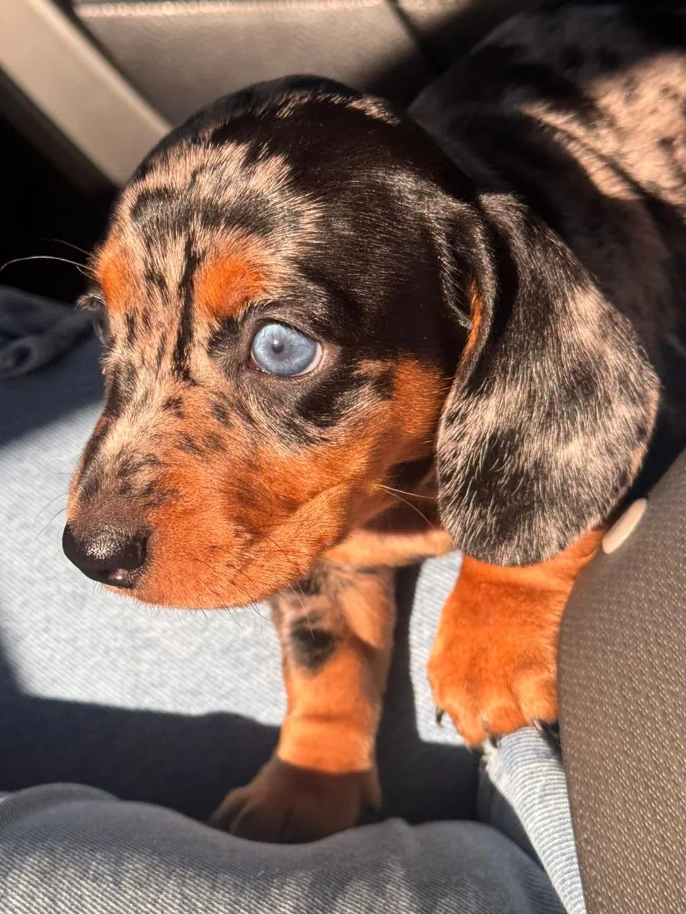 Filhote de Dachshund (salsichinha)  - Foto 4