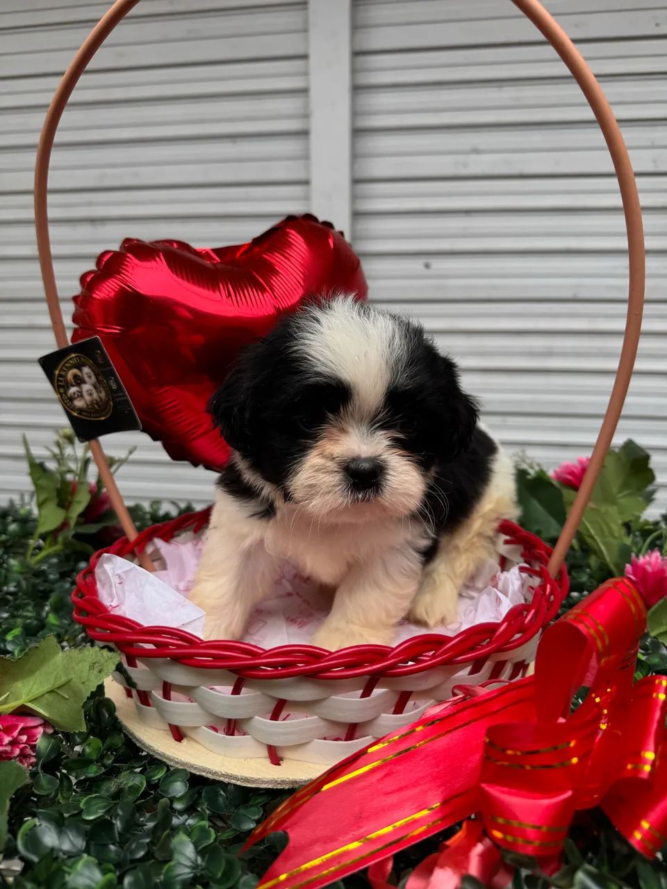 Shihtzu  - Foto 3