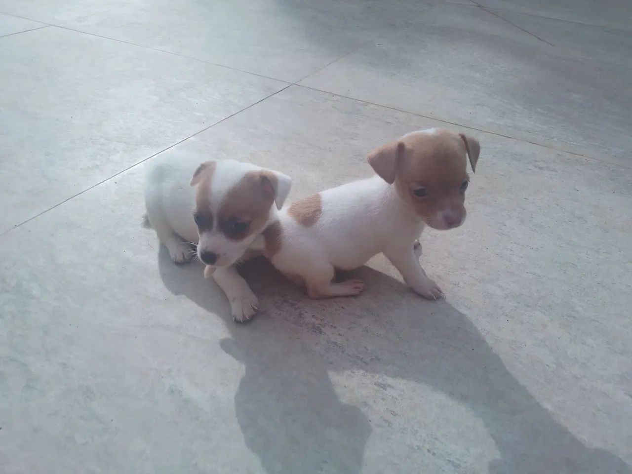 Filhotes de Jack Russell cães de alta linhagem 