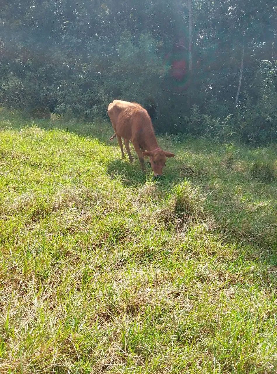 Vendo uma vaca prenha e uma novilha 