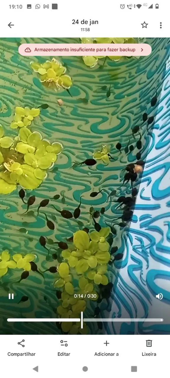 Ranário Leal - Girinos de Rã-Touro