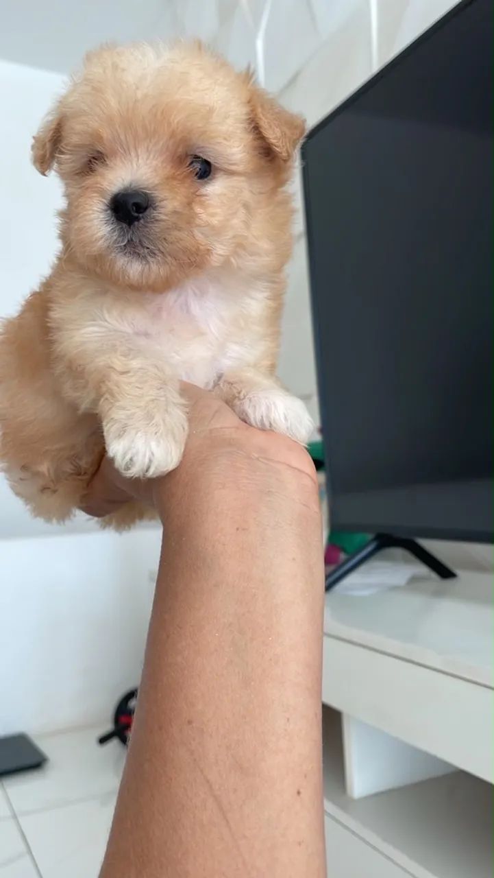 poodle toy  - Foto 2