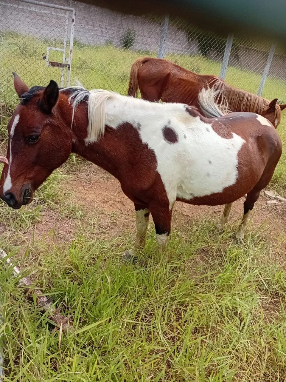Vende se vacas e égua 