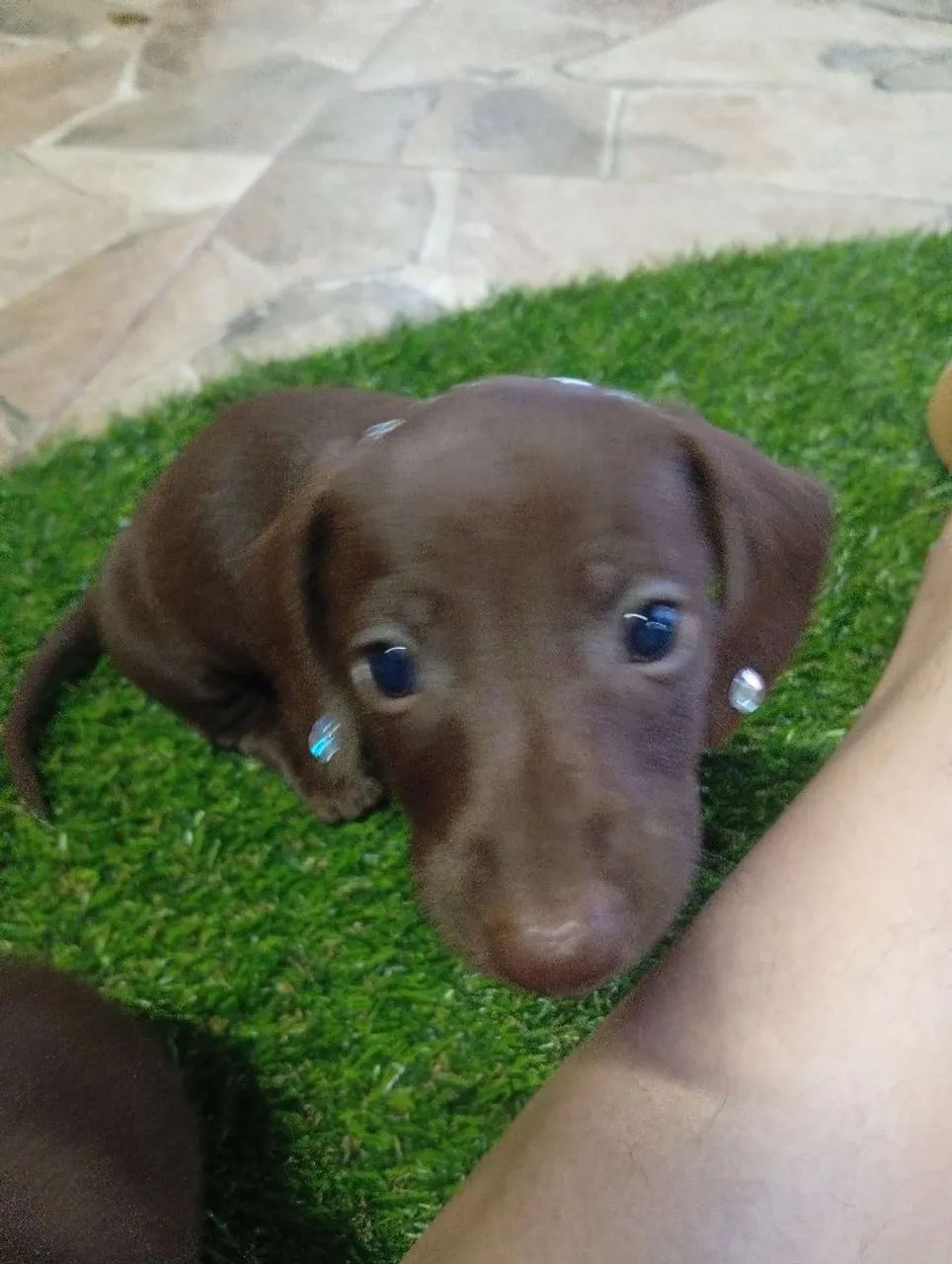 Filhotes de daschund  - Foto 4