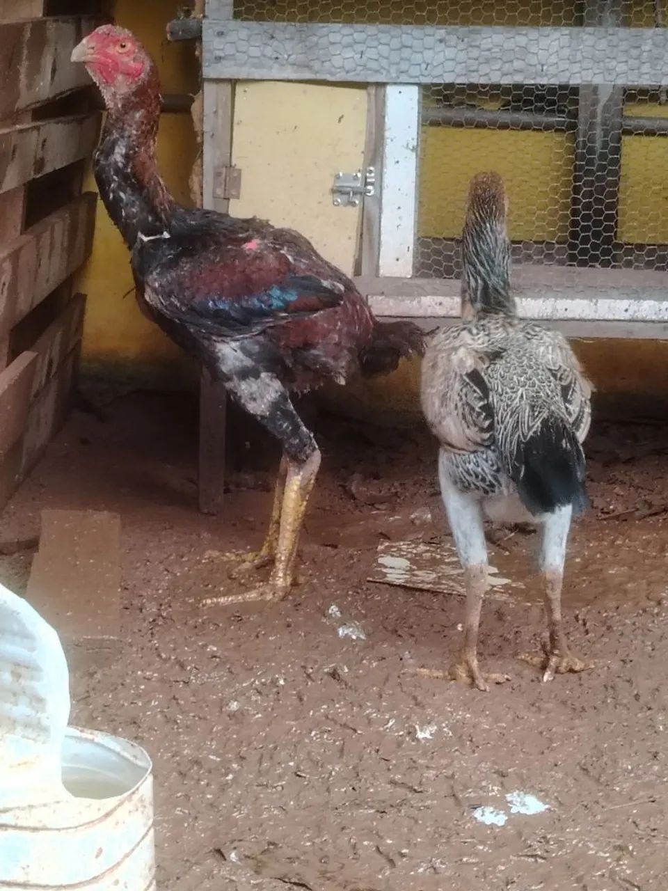 Frango índio gigante  - Foto 2