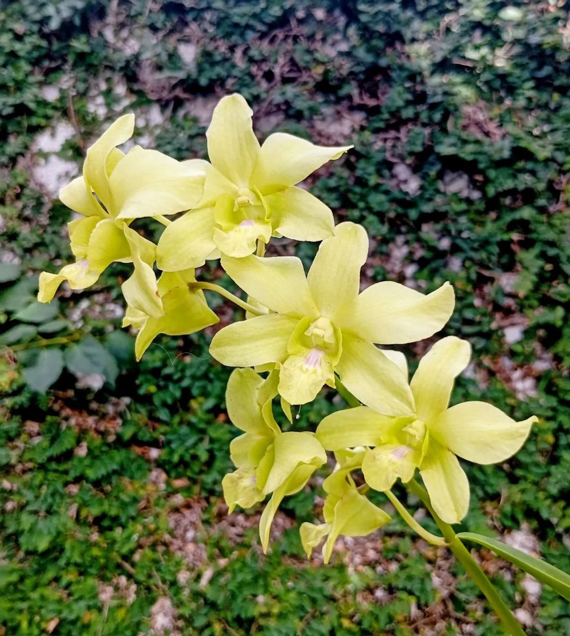 Jardineiro Raiz  - Foto 5