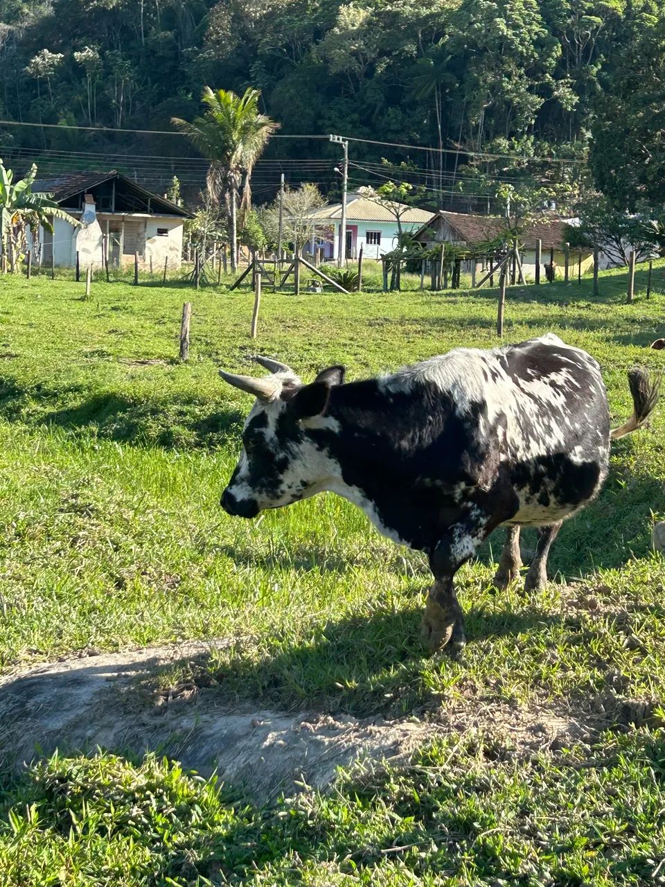 Mini vaca  - Foto 2