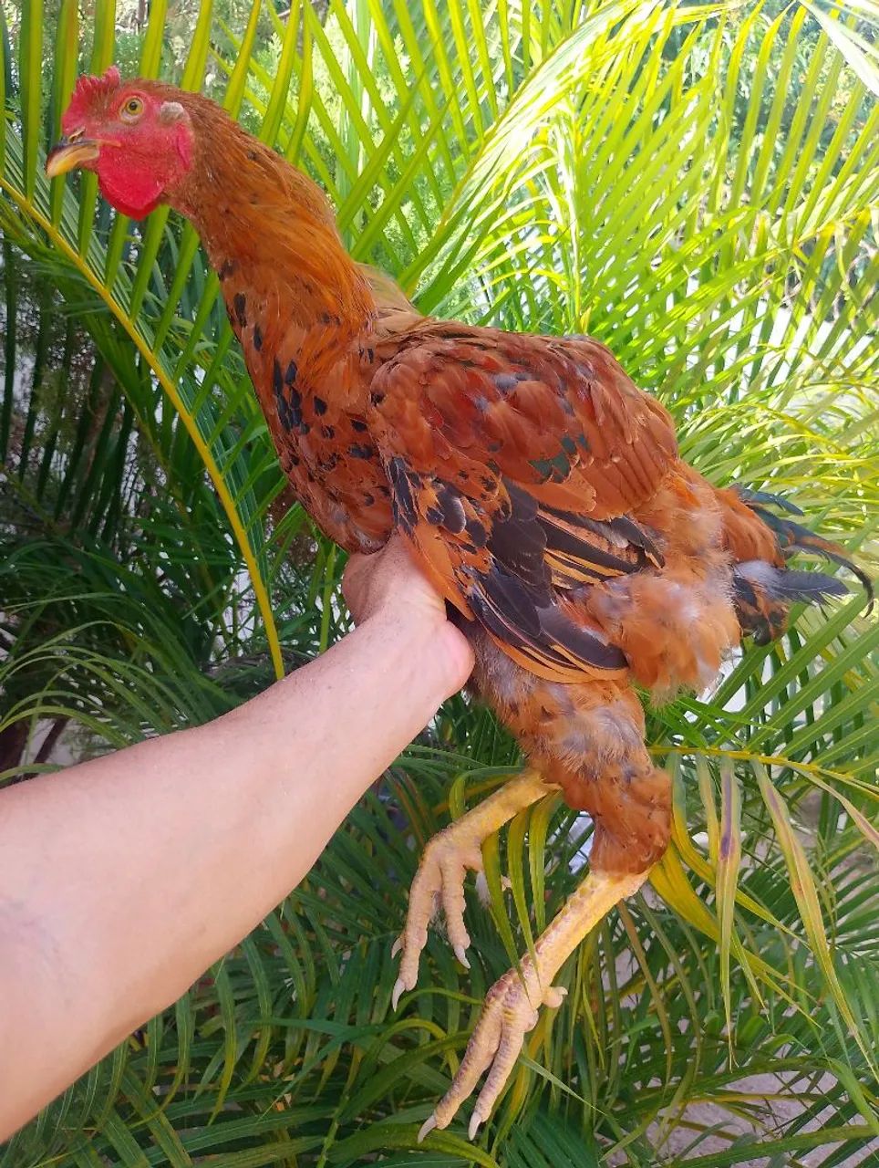 Aves da raça gsb  - Foto 2