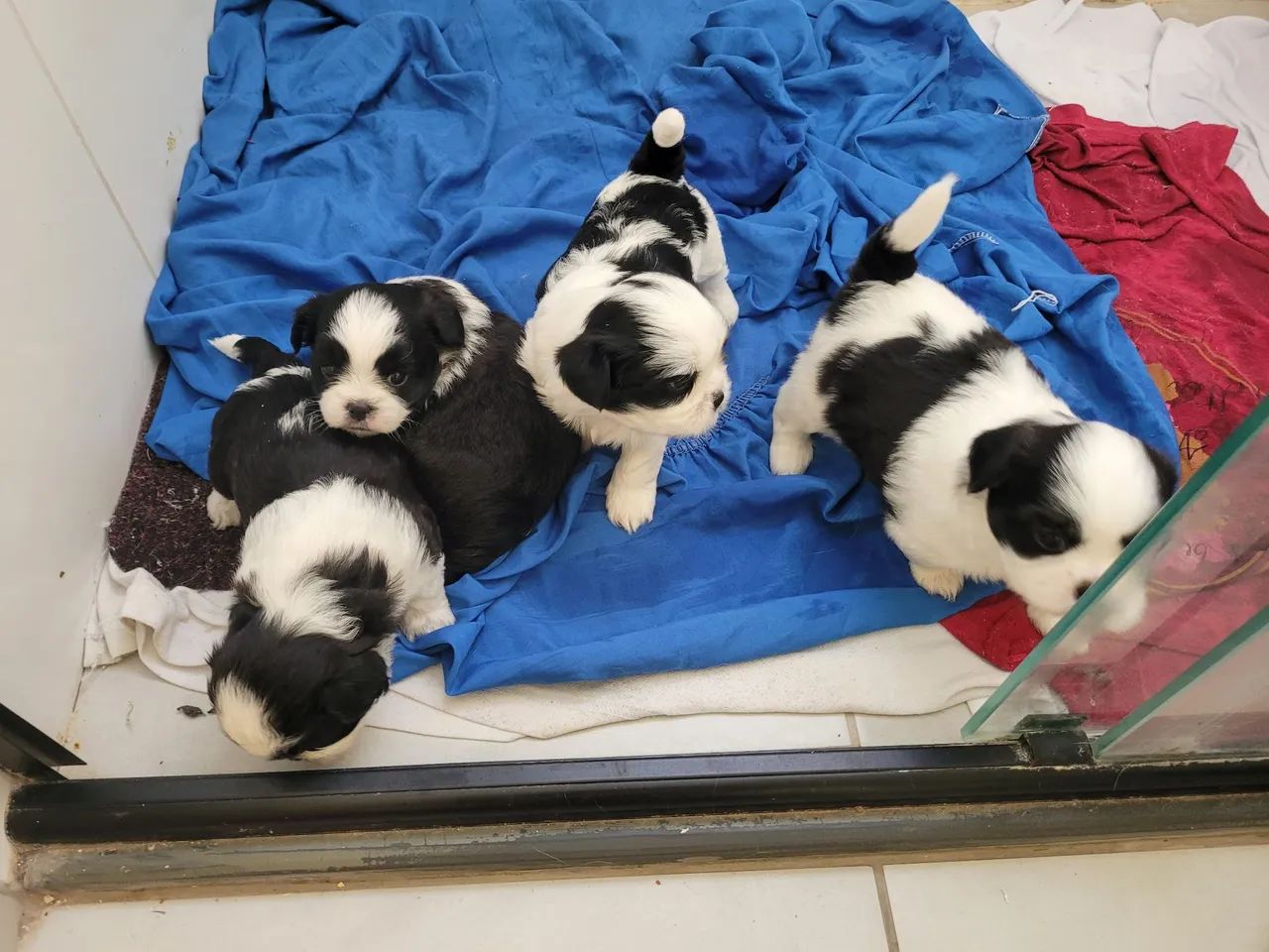 Vendo cachorro  shituz  macho 700 - Foto 4