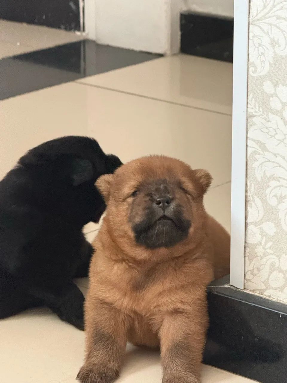 CHOW CHOW - Foto 3