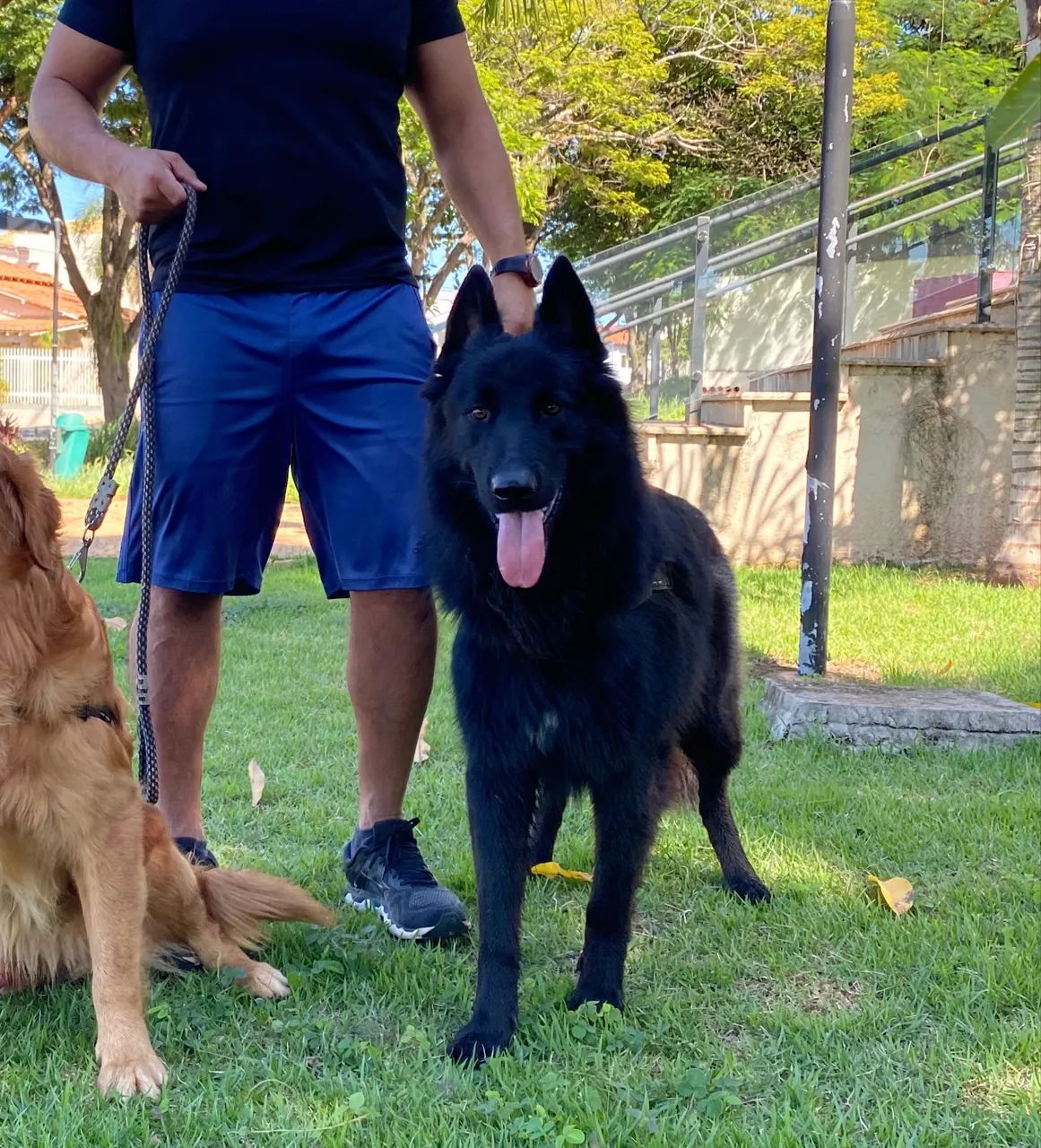 Filhotes de Pastor Belga Groenendael com Pedigree - Foto 5