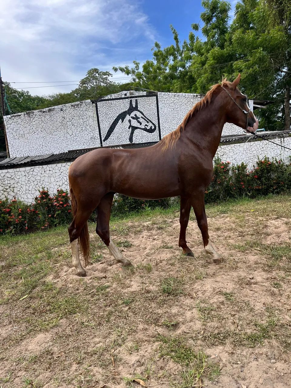 CAVALO ALAZÃO CRINALVO SHOW DE MARCHA PICADA - Foto 2