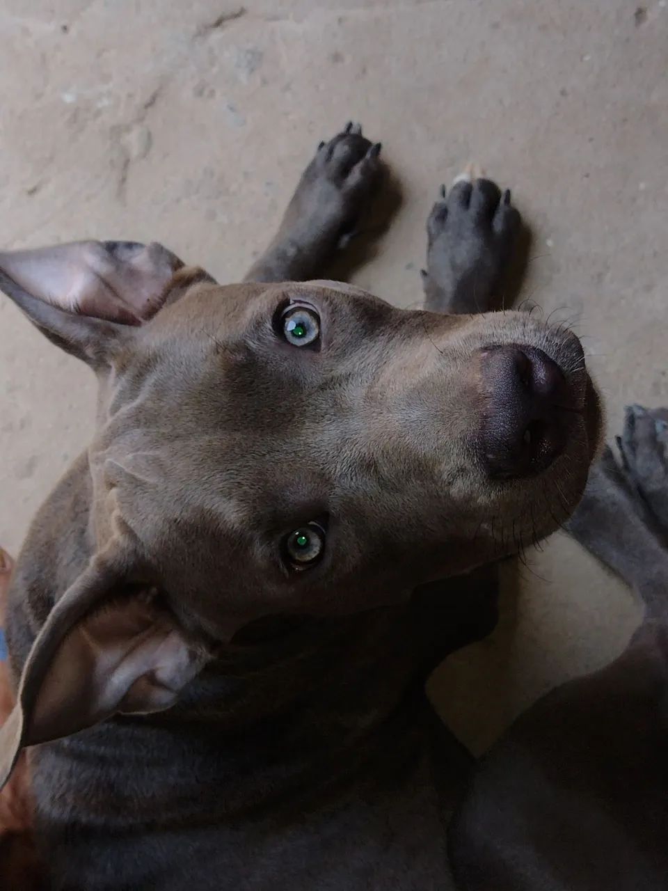 Pitbull 