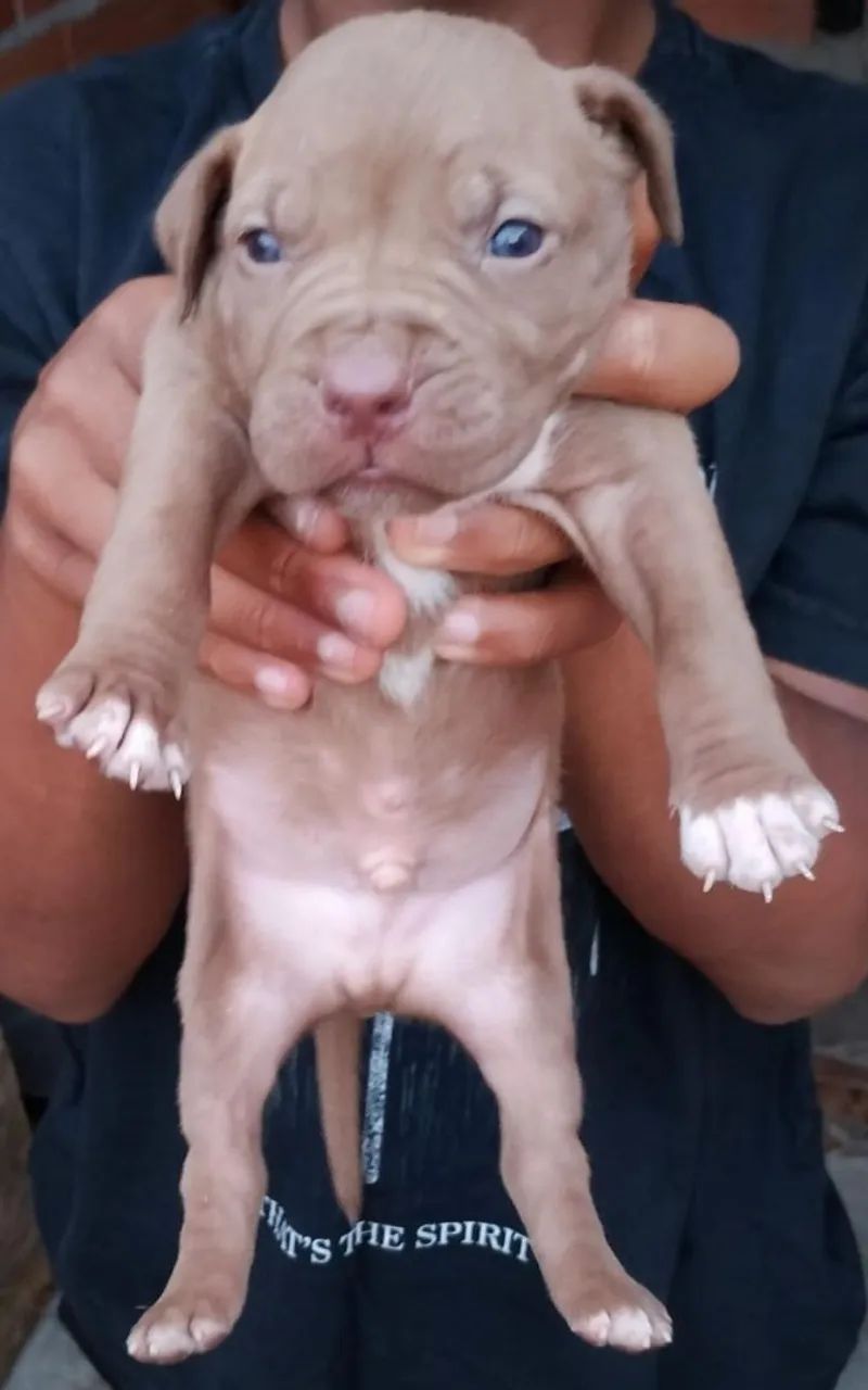 Pit bull - Foto 4
