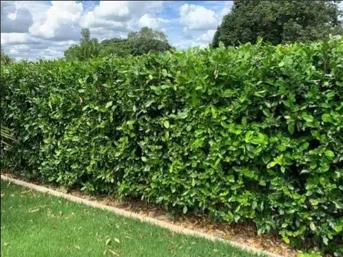 CERCA VIVA OU MURO VERDE MUDAS DE SWINGLEA GLUTINOSA