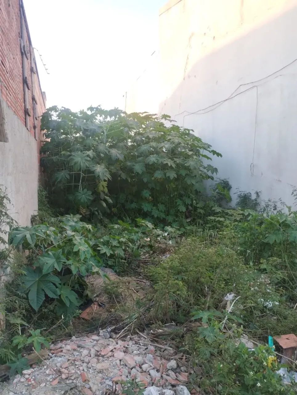 Podas e jardinagem. Rocagem de lotes - Foto 5