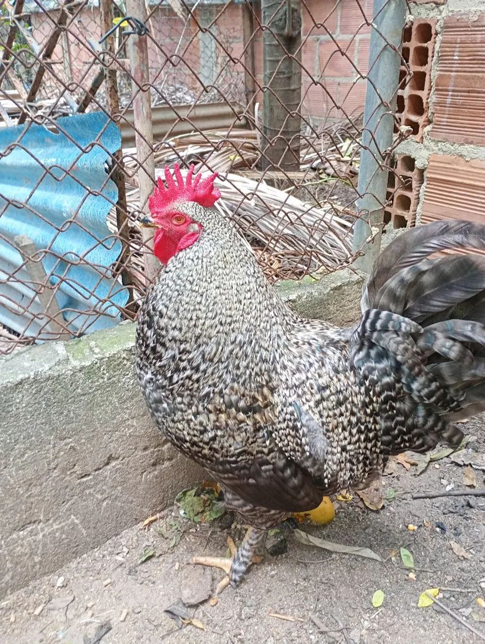 Frangos e frangas raças Brahma e carijó  - Foto 4