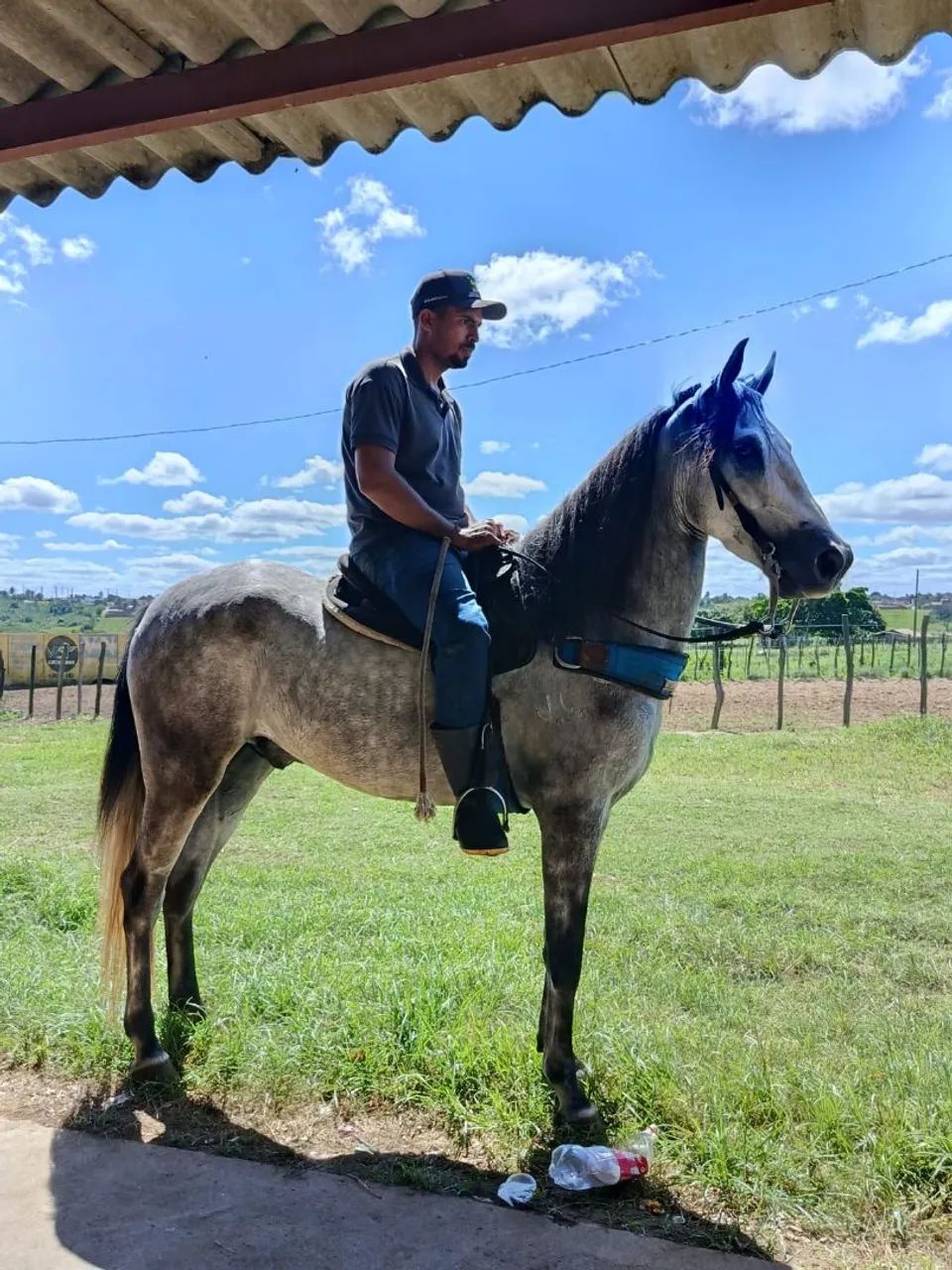 Cavalo tordilho  - Foto 2