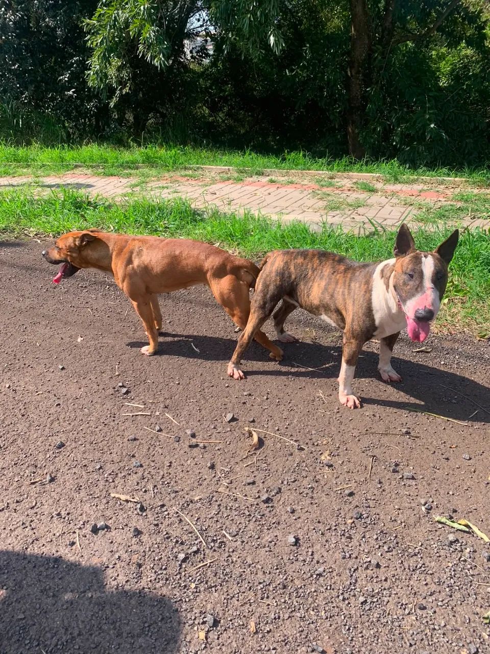 Filhotes de cães bandogs 