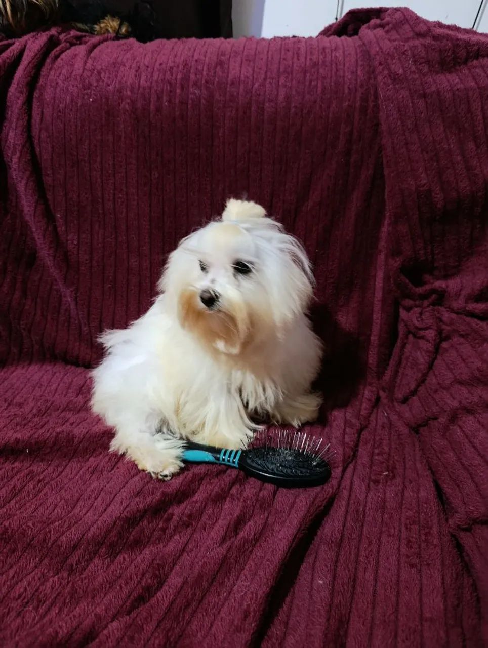 Maltês Mini Macho - Foto 3