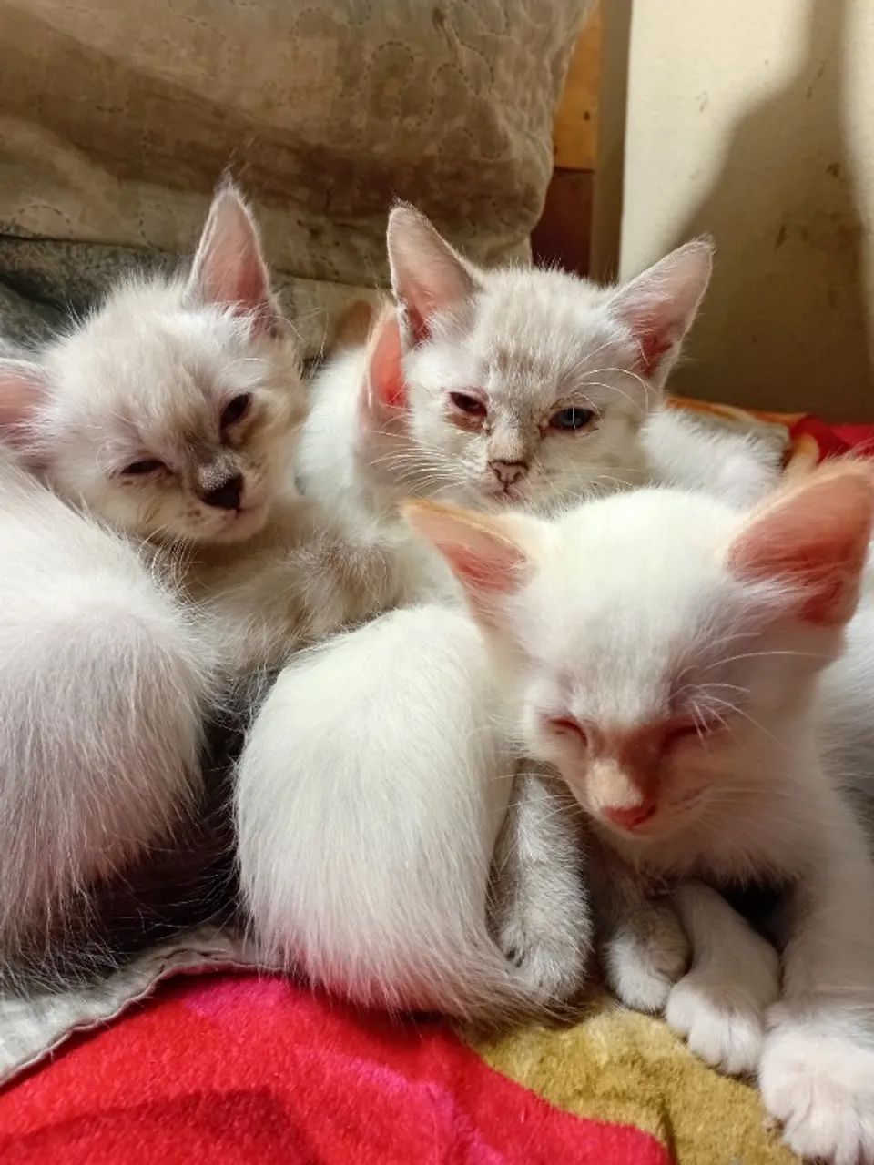 Gatos Siameses  - Foto 2