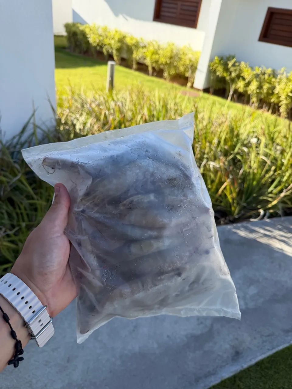 CAMARÃO DE ÁGUA SALGADA - R$67,90 - Foto 3