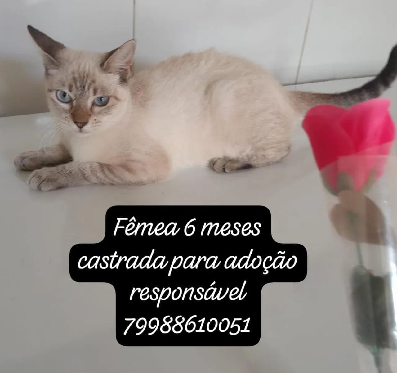 Gatos para adoção responsável  - Foto 5