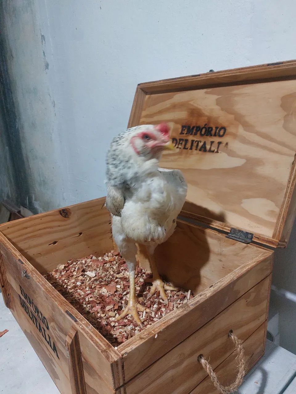 Galinha caipira  - Foto 2