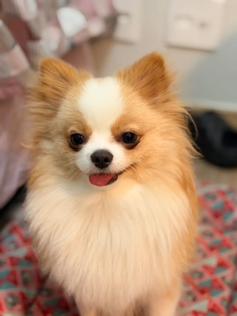Spitz alemão  - Foto 3