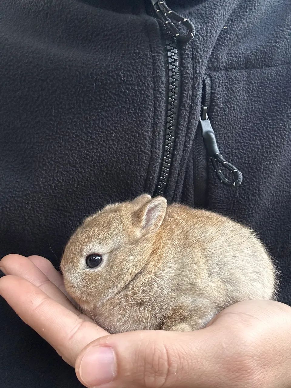 Netherland dwarf filhotes  - Foto 3
