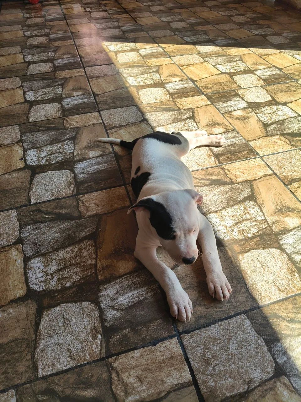 Filhote Fêmea American Pit Bull Terrier (APBT)  - Foto 4