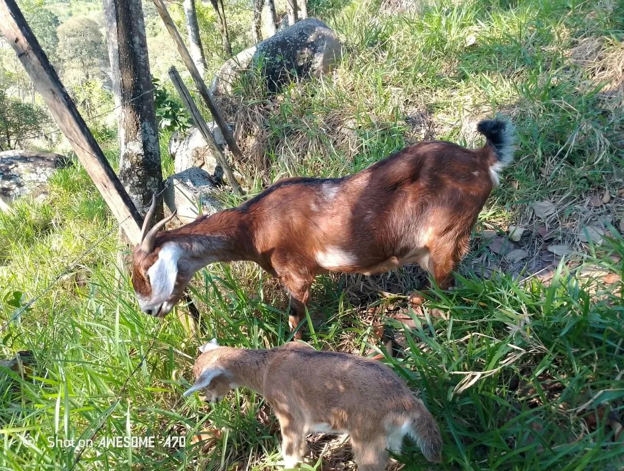 Cabra e cabritinha disponível  - Foto 2