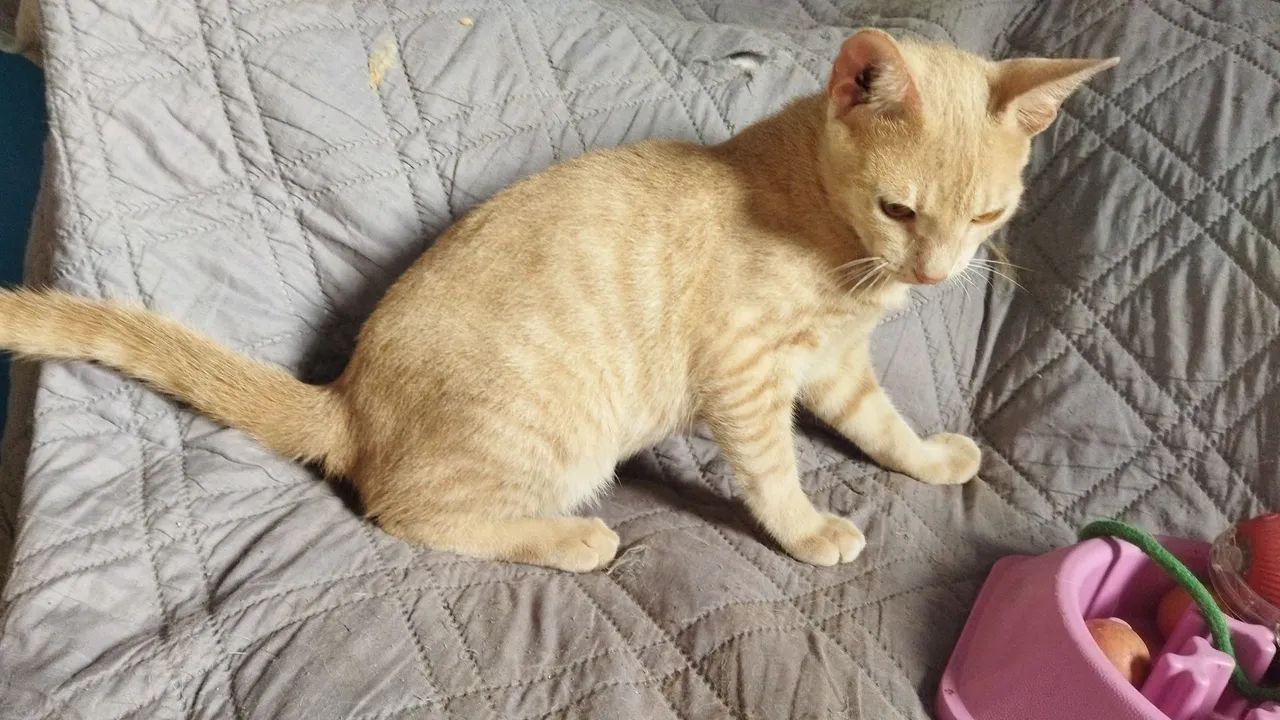Adoção Pet - Foto 3