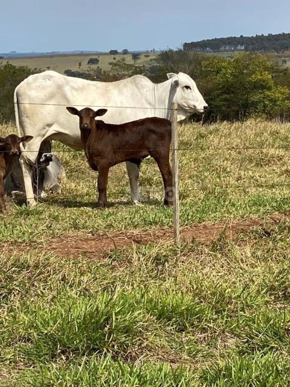 Fazenda com 153 m² e 3 quartos em Rural, Duartina - SP - Foto 4