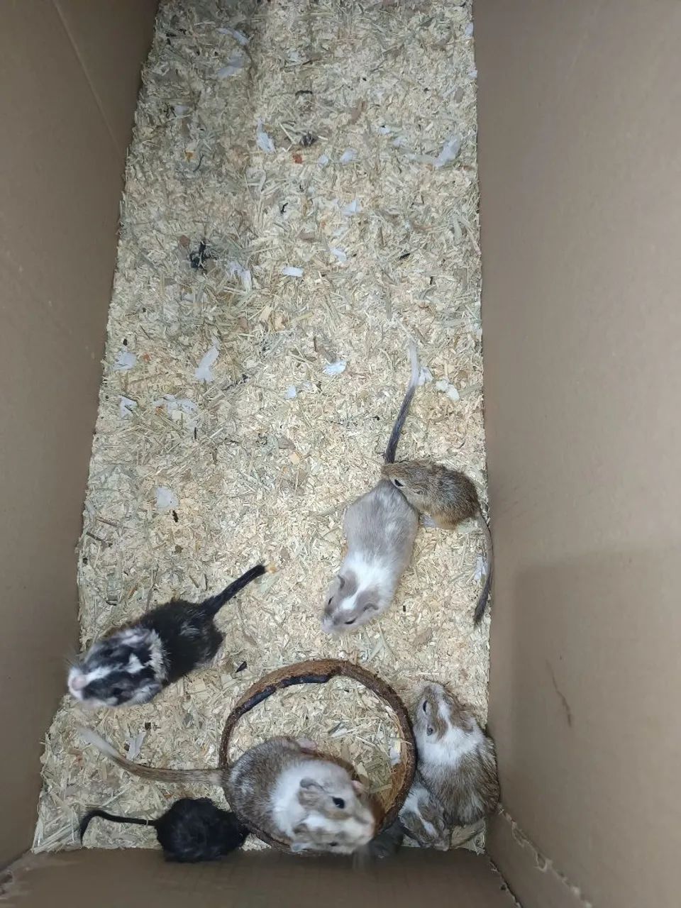 Gerbil em Maceió, esquilo da mongolia (gerbo) - Foto 3