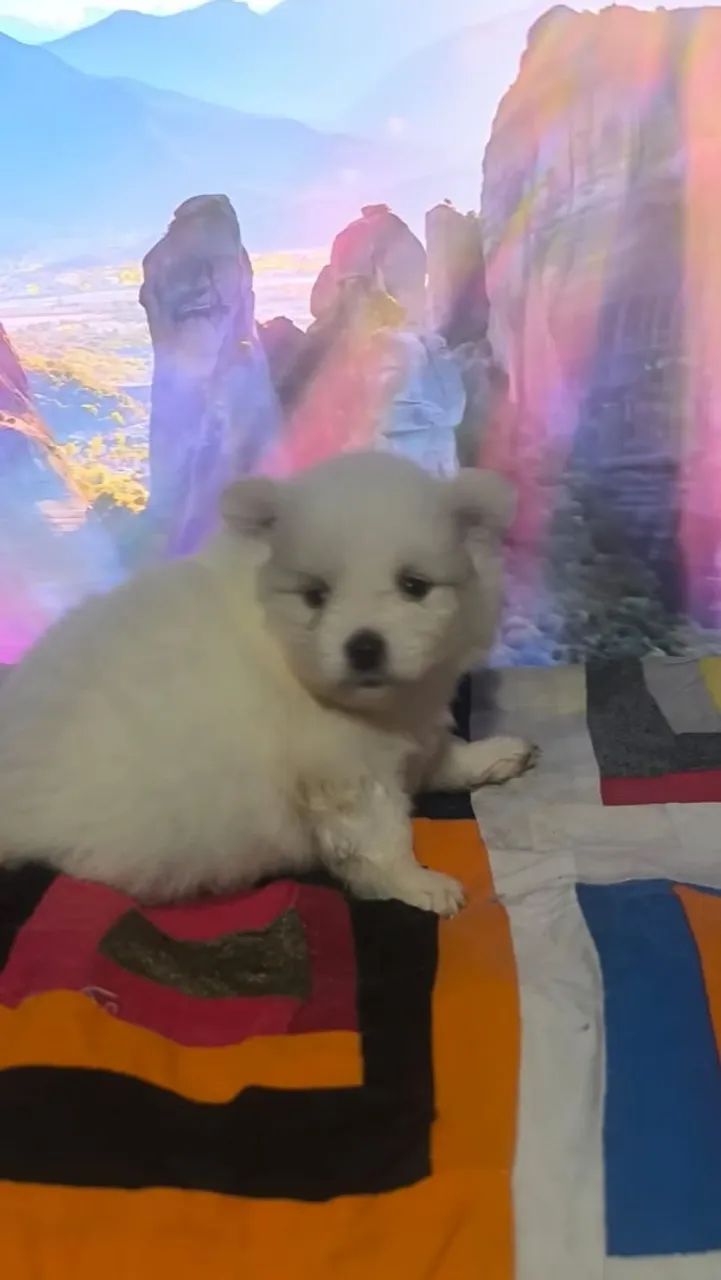 Spitz alemão - Foto 4