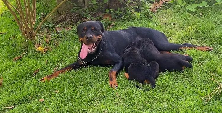 Filhotes de Rottweiler disponíveis  - Foto 2