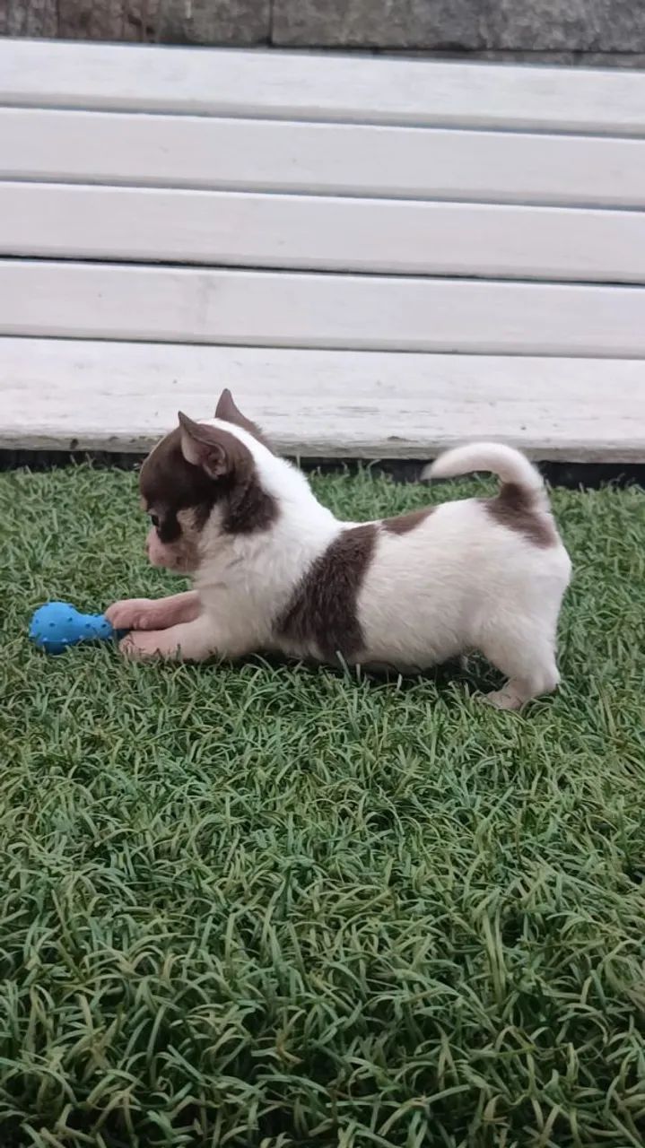 Chihuahua  - Foto 3