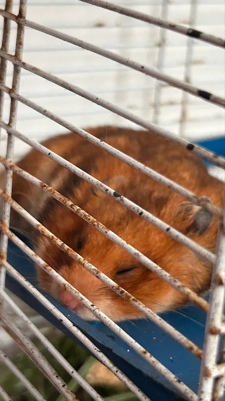 HAMSTER 469147946583347202