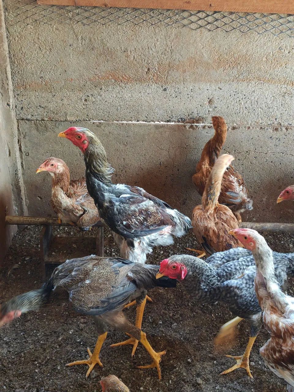 Frango índio gigante  - Foto 3