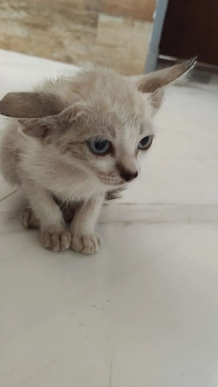 Doação de gato!!! - Foto 6