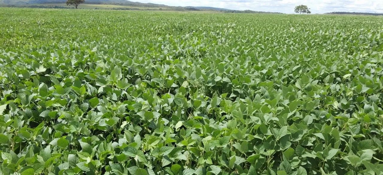 Arrendamento Fazenda SOJA - Foto 2