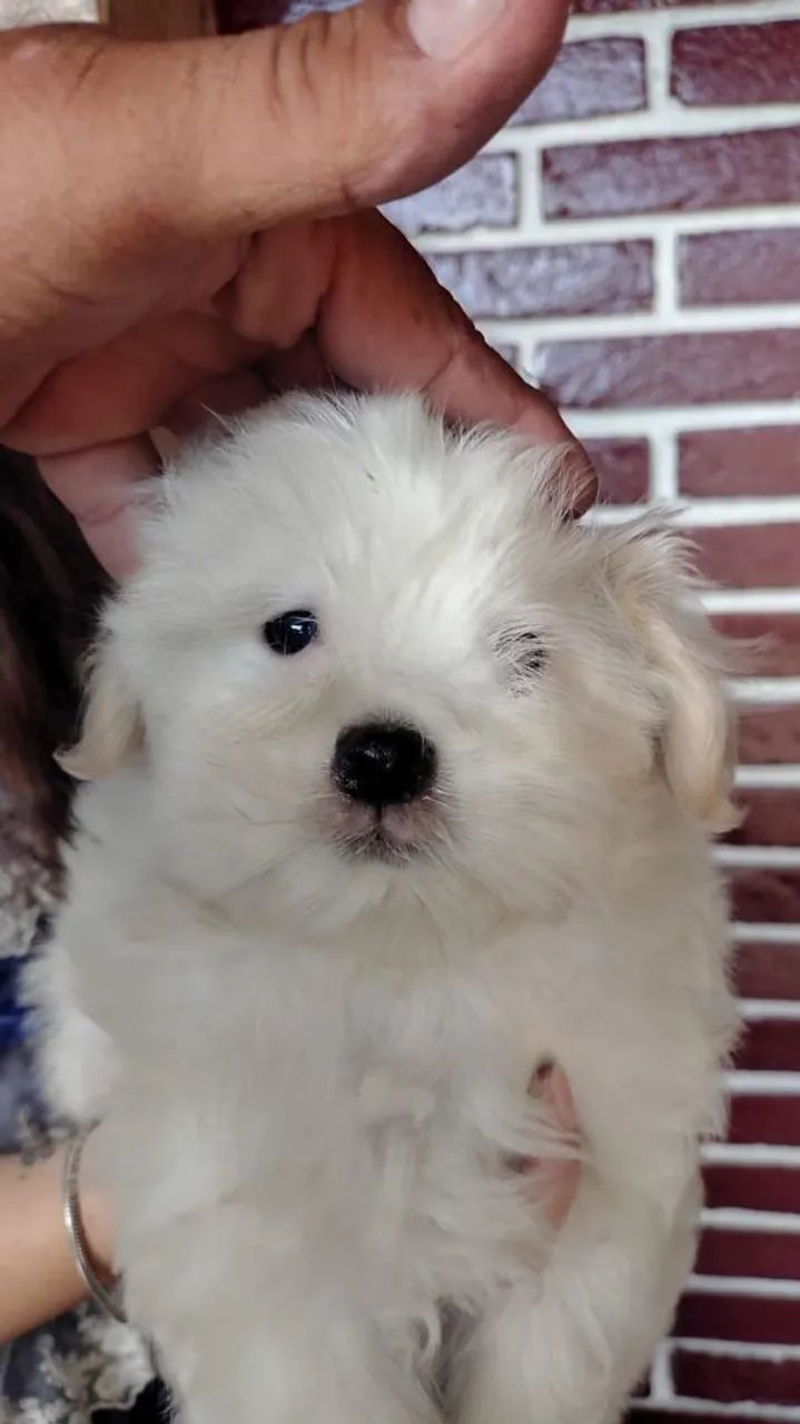 Filhote Maltês, Eles só precisam de um lar? e você de um amigo fiel!